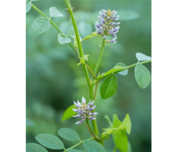  * Glycyrrhiza glabra 