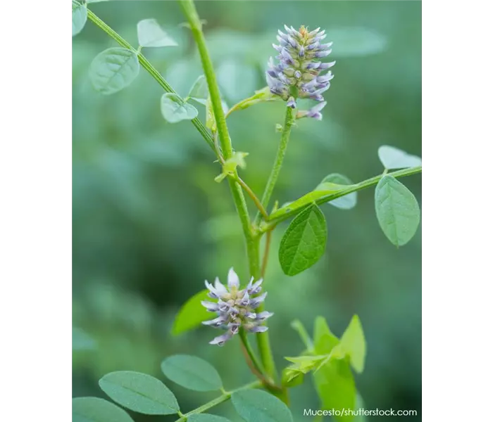  * Glycyrrhiza glabra 