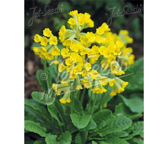  * Primula veris 