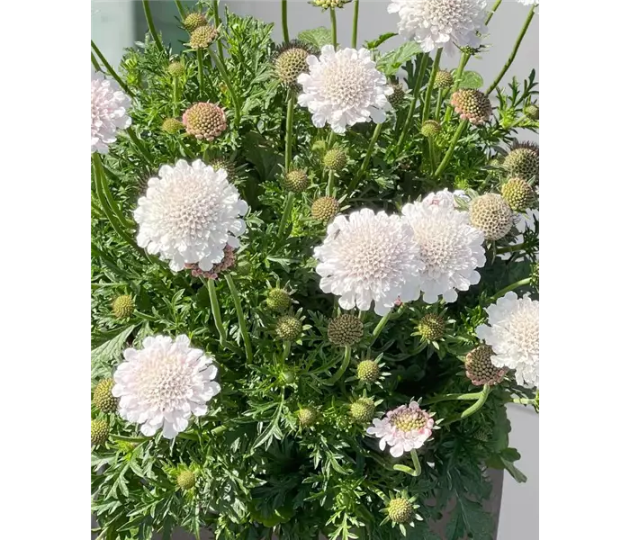 Scabiosa columbaria