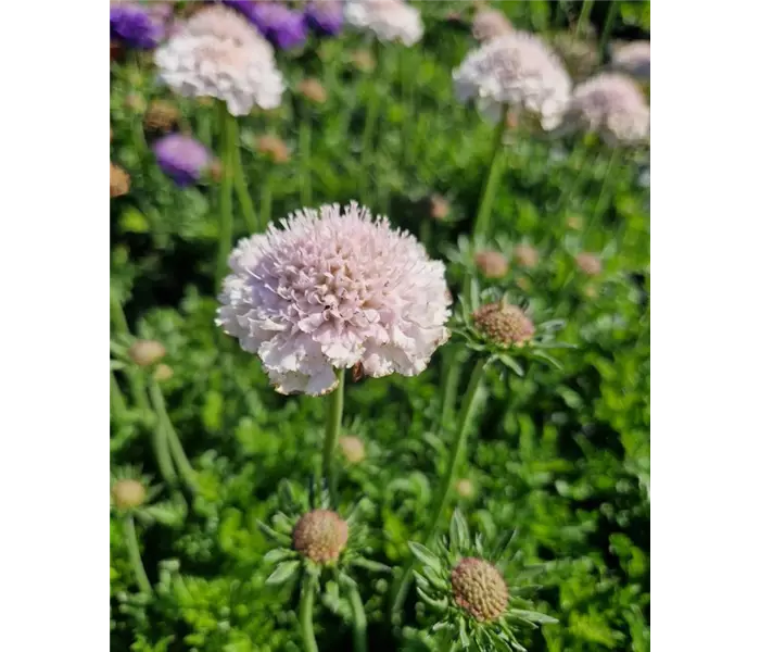 Scabiosa columbaria