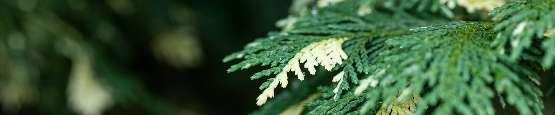 Chamaecyparis nootkatensis 'Variegata'