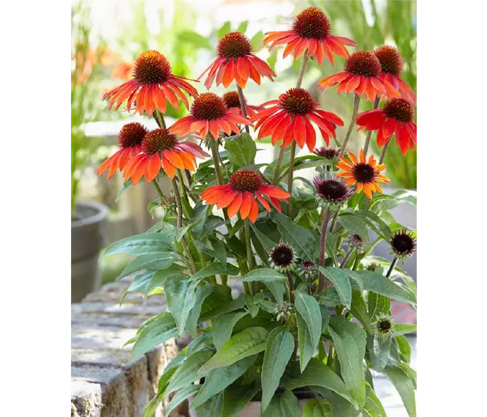  * Echinacea purpurea 