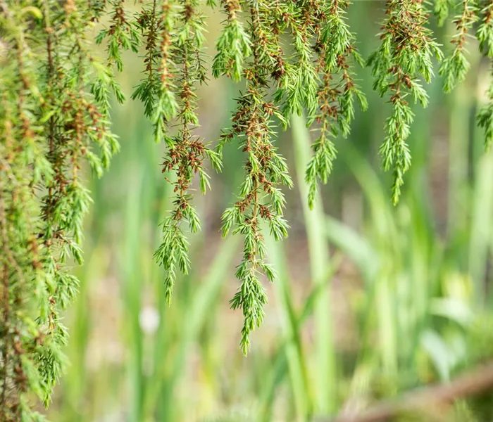 Nadelgehölze pflegen und damit gesund und frisch halten