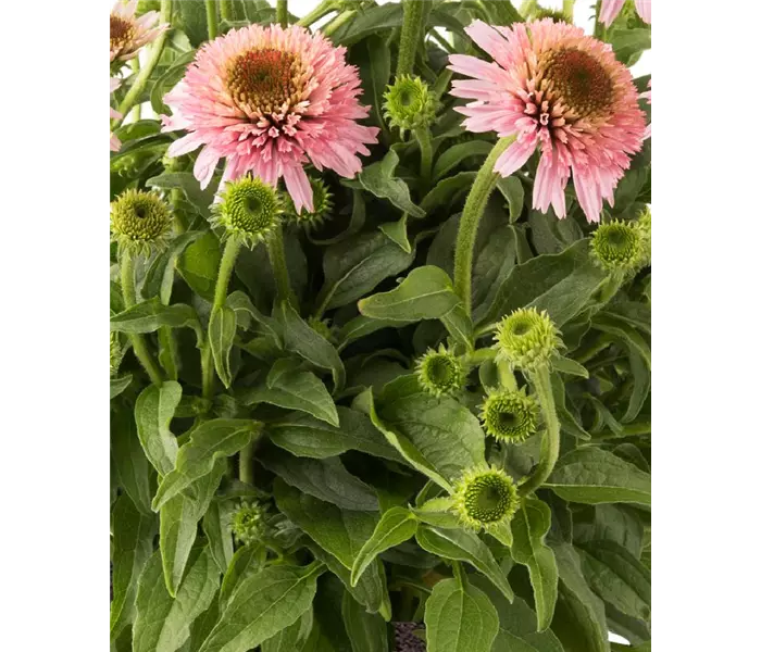  * Echinacea purpurea 
