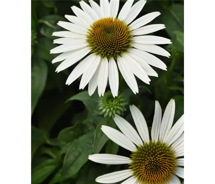  * Echinacea purpurea, Sonnenhut 