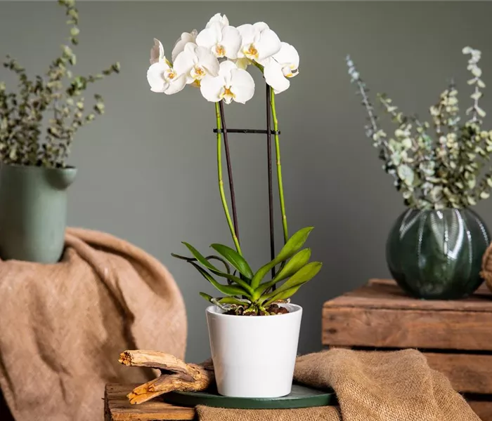 Orchideen pflegen für ein gesundes Wachstum 