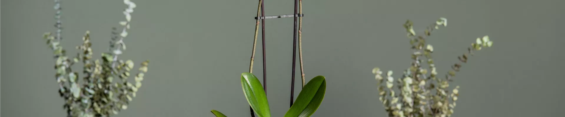 Phalaenopsis, gestreift