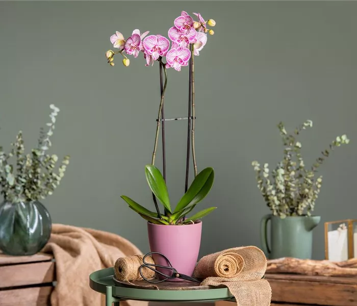 Orchideen schneiden und für gesunde Pflanzen sorgen