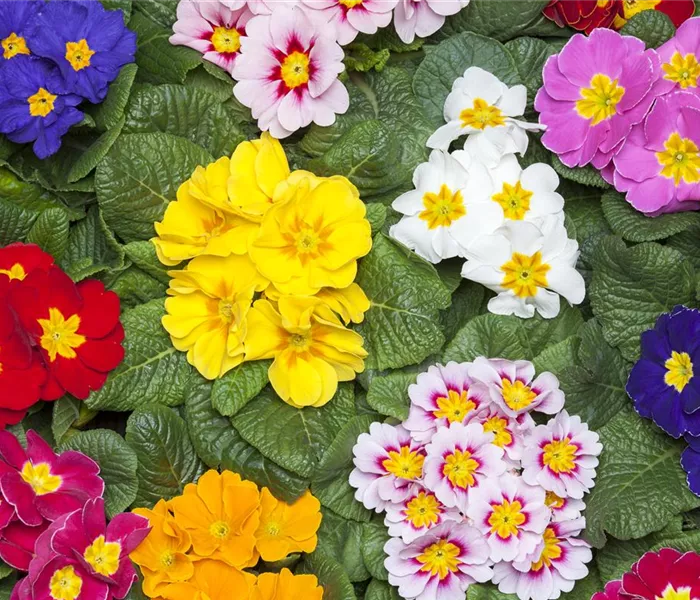 Primeln als unschlagbare Blütenstars im Frühling