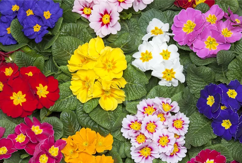 Primula vulgaris
