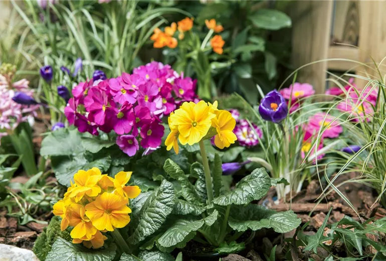Primula vulgaris