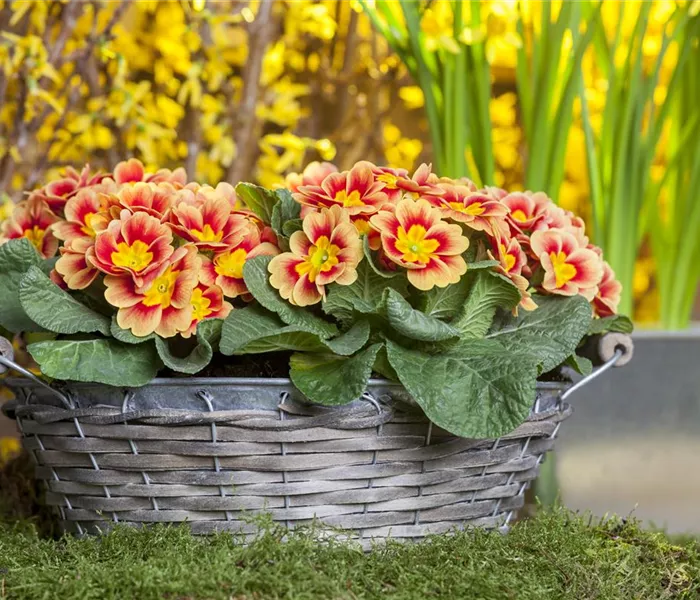 Primeln pflanzen und einen bunten Frühling genießen