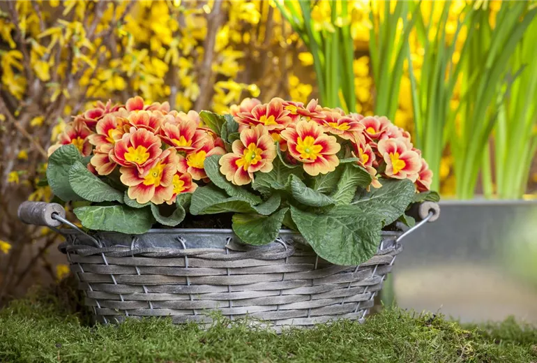 Primula vulgaris