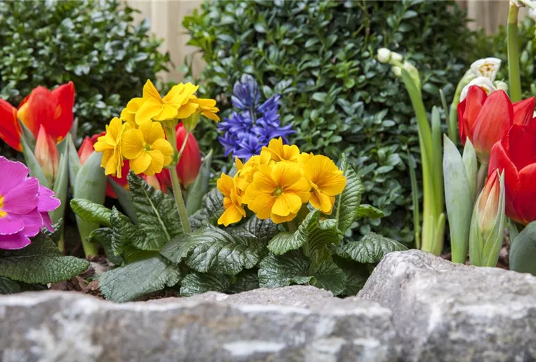 Primula vulgaris