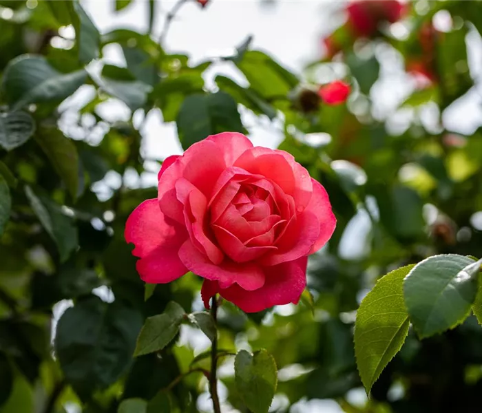 Rosen einpflanzen leicht gemacht – So geht’s richtig