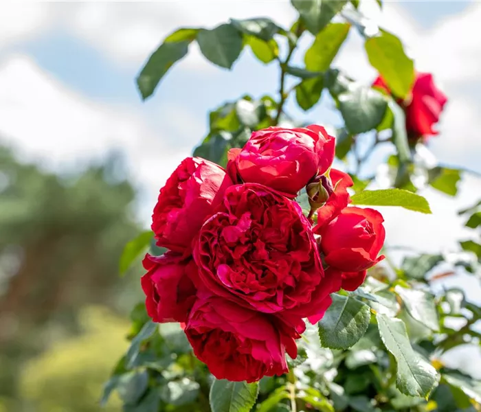 Rosen kaufen und den Garten märchenhaft gestalten