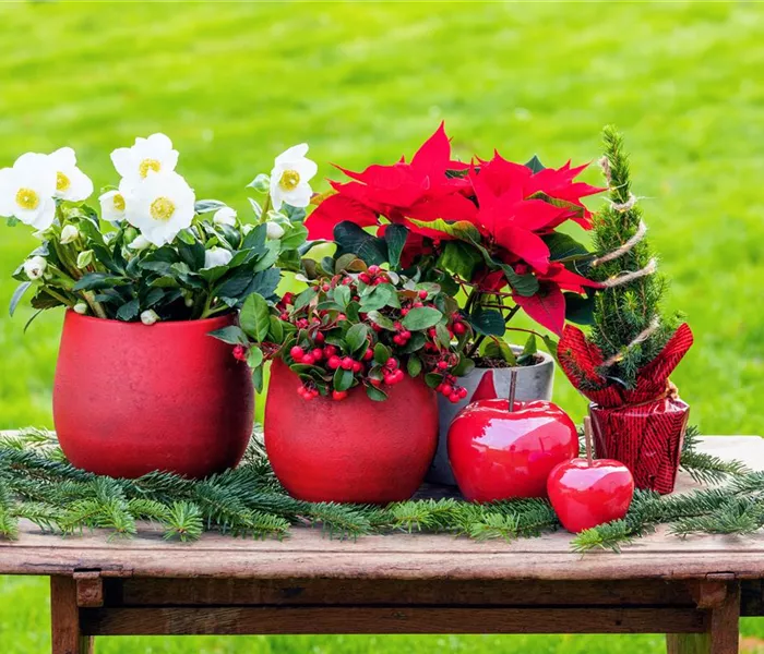 Mit den besten Pflanzen zu Weihnachten festliche Stimmung schaffen