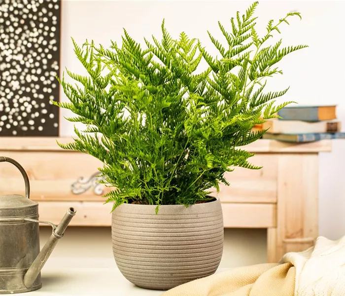 Zimmerpflanzen kaufen und Leben ins Haus holen