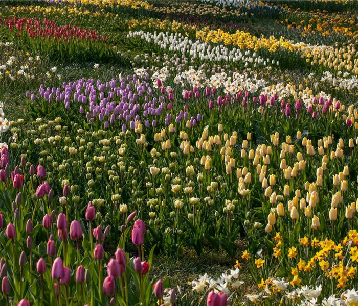 Zwiebel- und Knollenpflanzen zurückschneiden – Ja oder nein? 