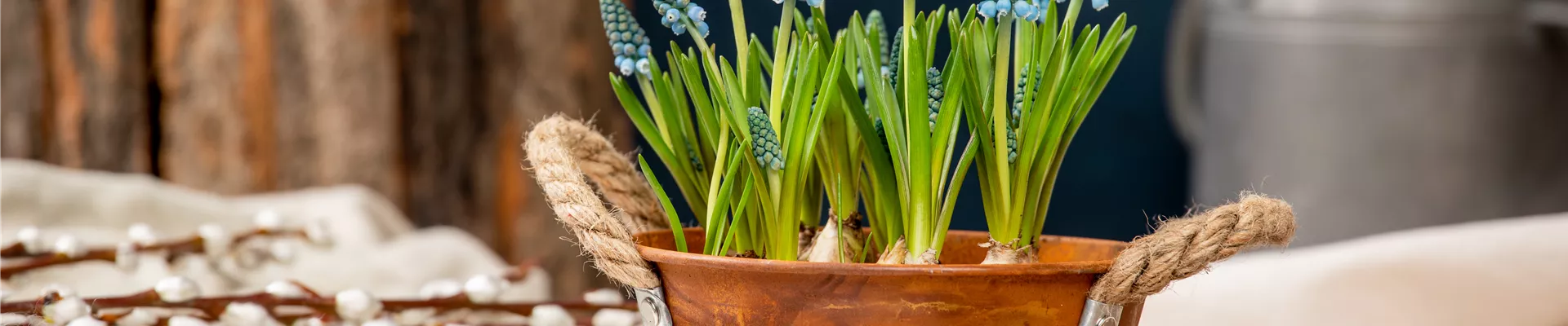 Muscari