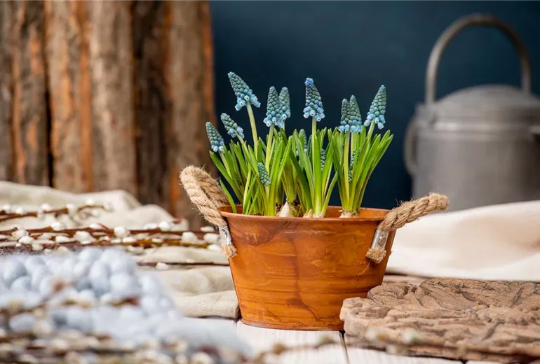 Muscari