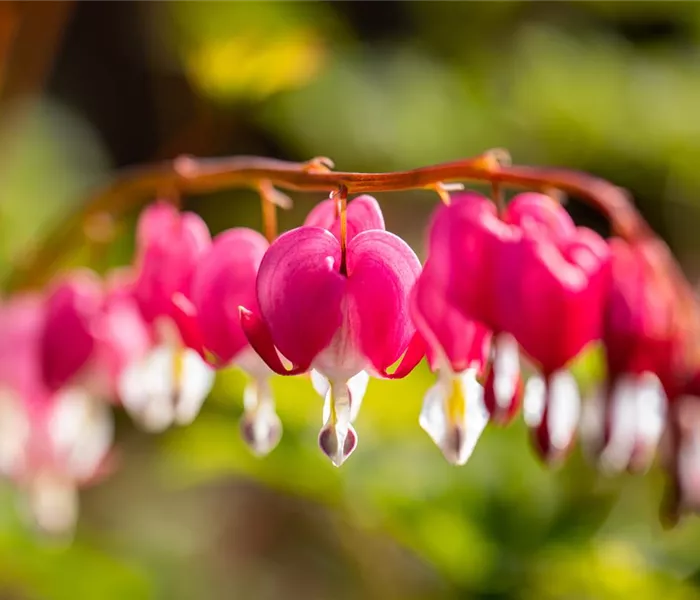 Die besten Pflanzen für den Schatten