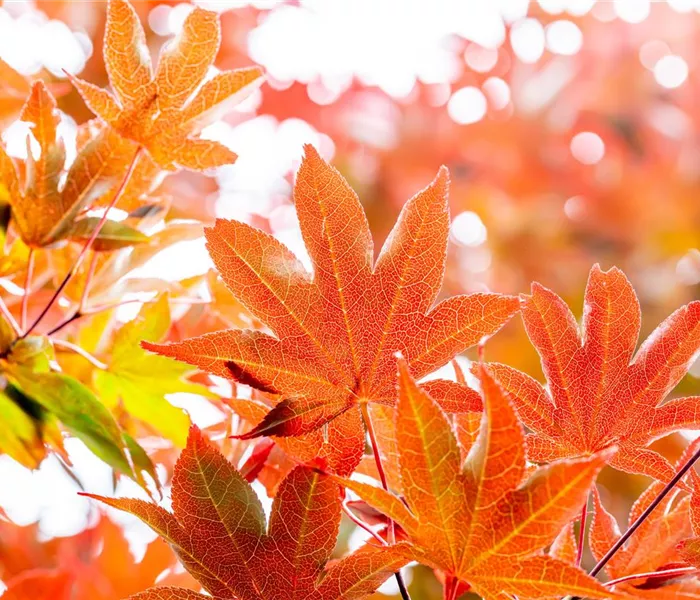 Die schönsten Gehölze für den goldenen Herbst