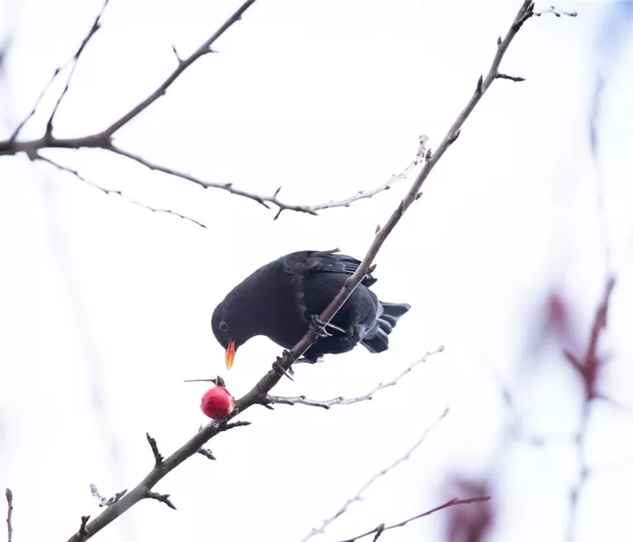 Gehölze als Nahrungsquelle für Vögel pflanzen