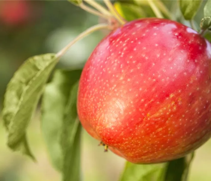 Apfelbäume im Garten – Eine reiche und leckere Ernte